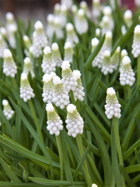 Muscari siberian tiger
