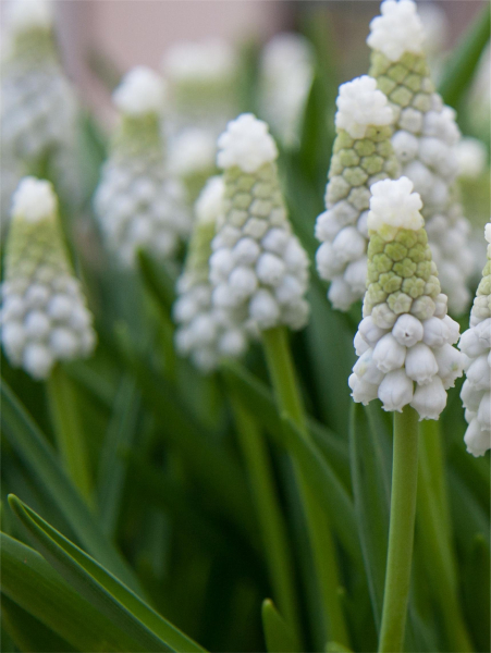 Muscari white pearl