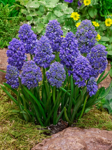 Muscari fantasy creation armeniacum