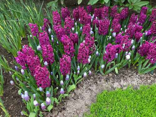 Muscari azureum blue