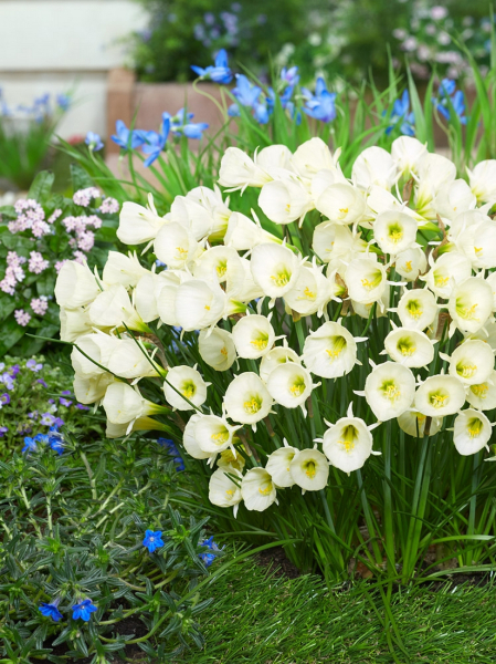 Bulbocodium white petticoat
