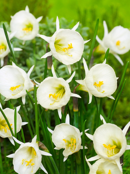 Bulbocodium white petticoat