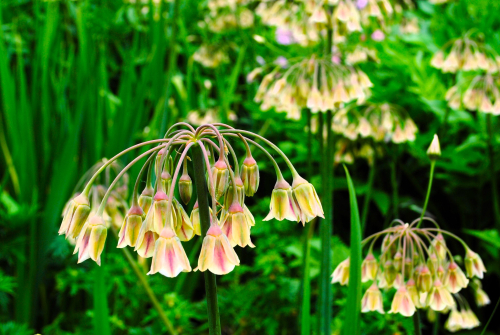 Nectaroscordum siculum (allium bulgaricum)