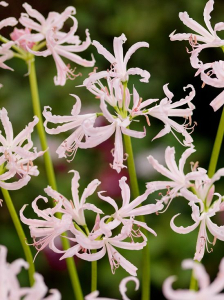 Nerine vesta k bowdenii