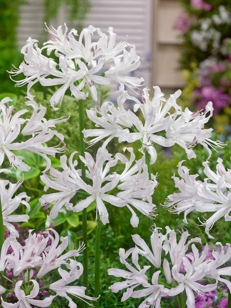 Nerine bowdenii like a virgin