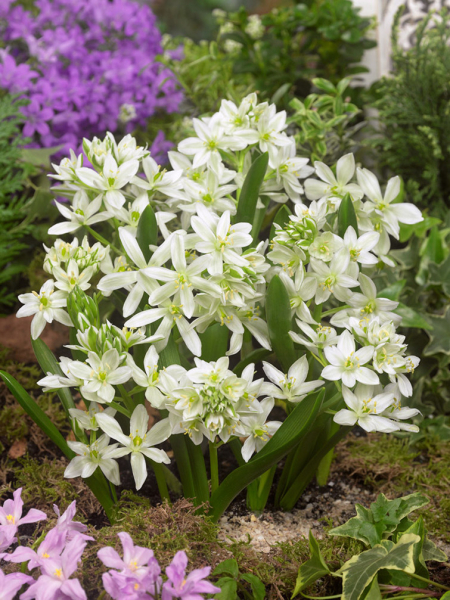 Ornithogalum balansae (oligophyllum)