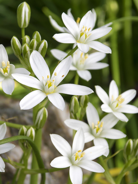 Ornithogalum umbellatum
