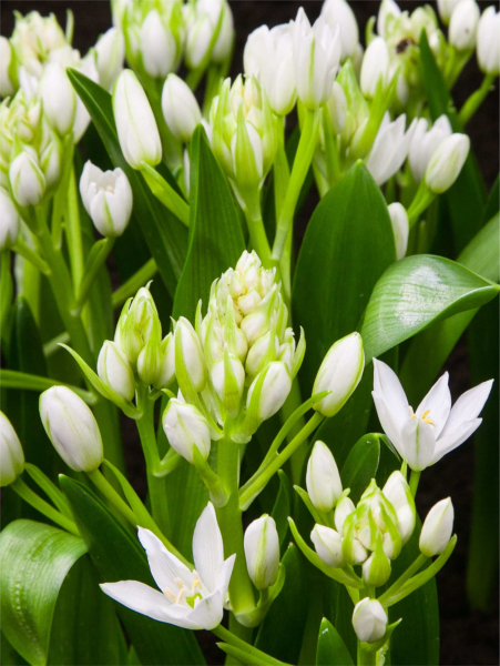 Ornithogalum white trophy