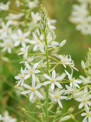 Ornithogalum ponticum sochi
