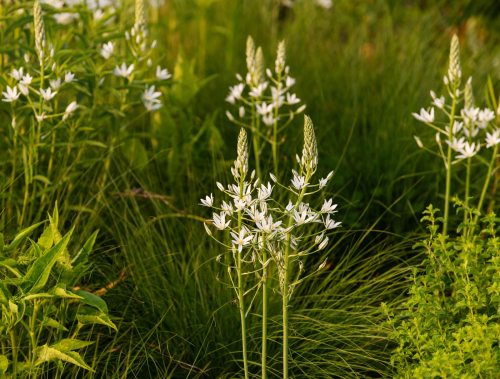 Ornithogalum ponticum sochi