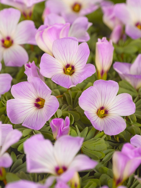 Oxalis adenophylla