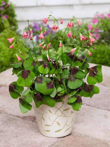 Oxalis iron cross