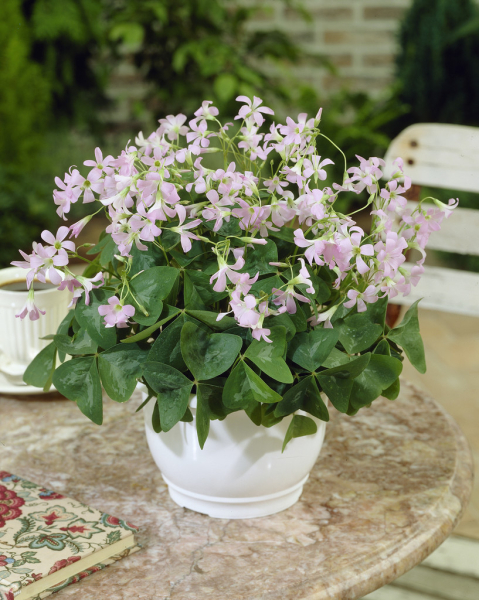 Oxalis fanny triangularis