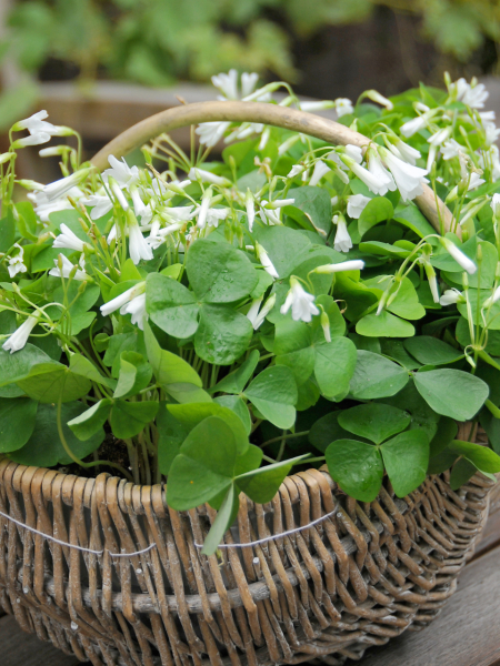 Oxalis regnellii papilionacea