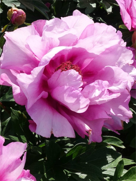 Paeonia first arrival