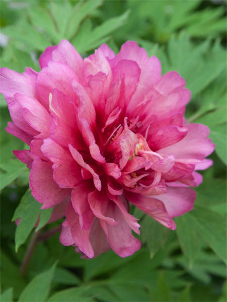 Paeonia hillary
