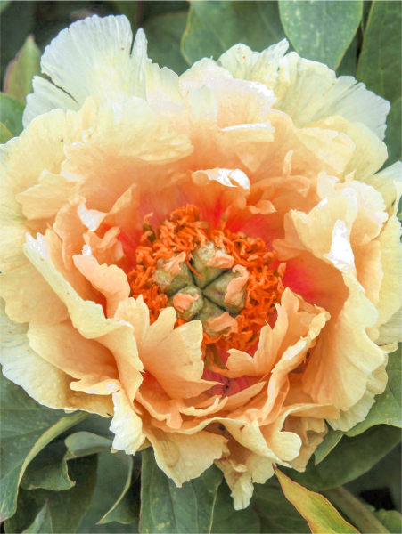 Paeonia orange victory