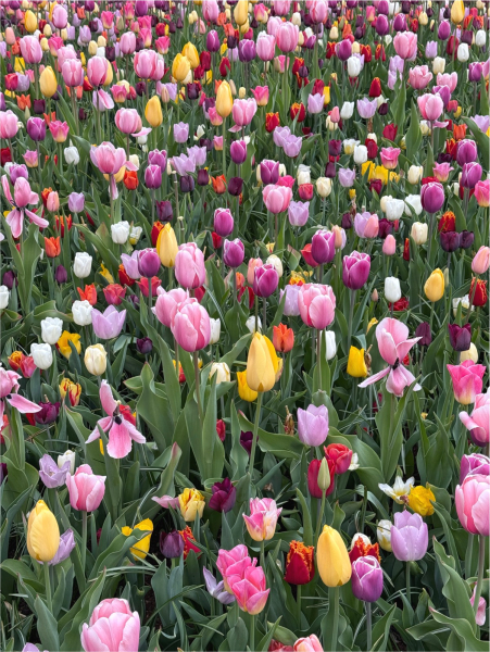 Fleurs coupees mélange deluxe