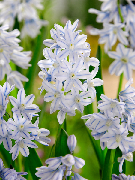 Puschkinia scilloides var. libanotica