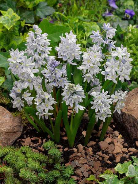 Puschkinia scilloides var. libanotica