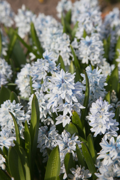 Puschkinia scilloides var. libanotica