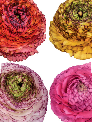 Ranunculus eleg. pastello striato mix