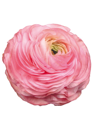 Ranunculus elegance rosa chiaro
