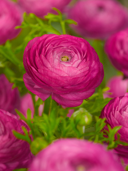 Ranunculus purple tomer for pot