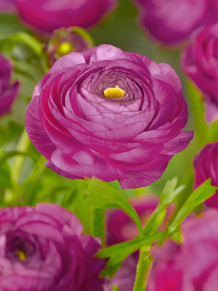 Ranunculus purple