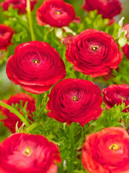 Ranunculus red tomer for pot