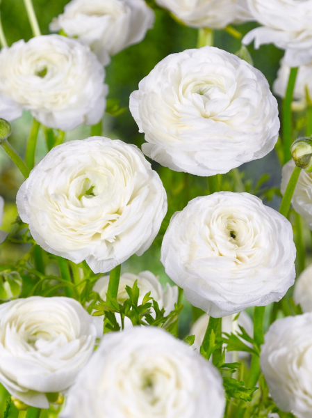 Ranunculus white tomer for pot