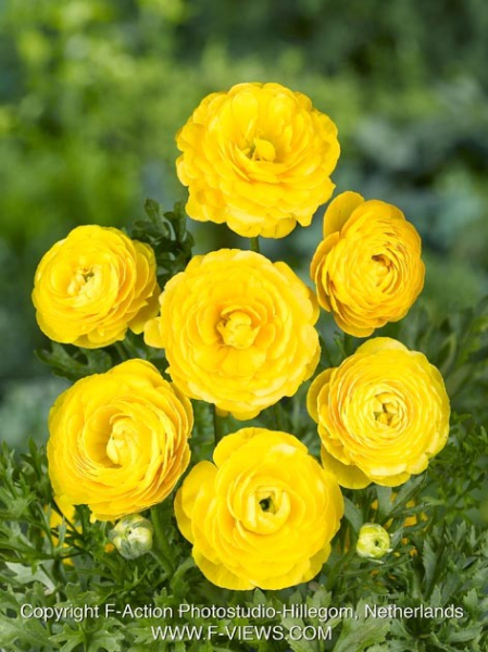 Ranunculus gelb