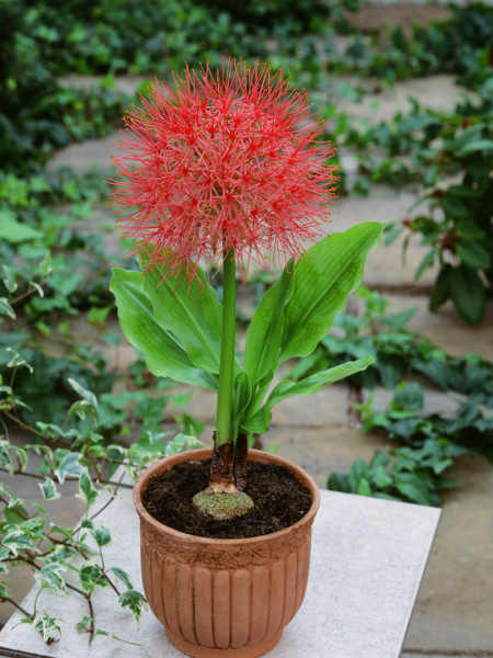 Scadoxus multiflorus