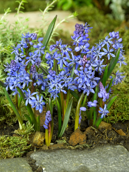 Scilla bifolia blue