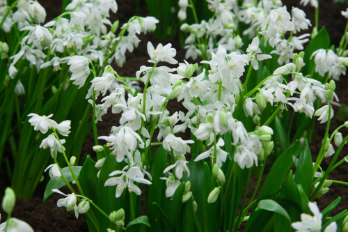 Scilla siberica