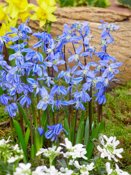 Scilla spring beauty