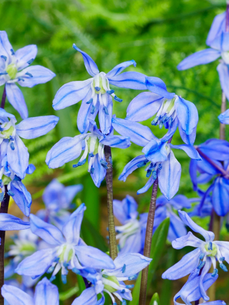 Scilla spring beauty