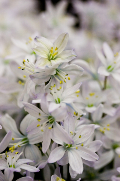 Scilla mischtschenkoa