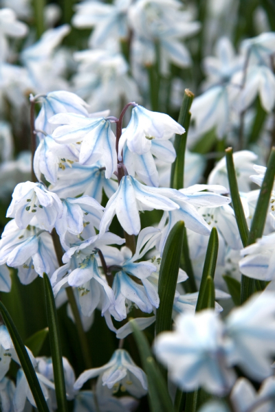 Scilla mischtschenkoa