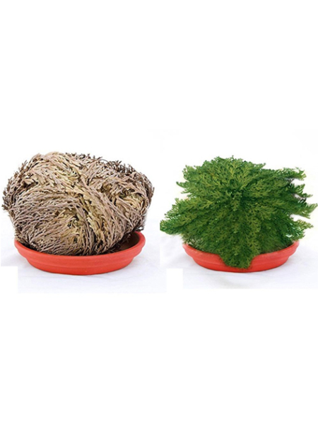 Selaginella lepidophylla