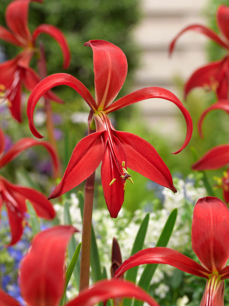 Sprekelia formosissima