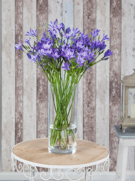 Triteleia queen fabiola