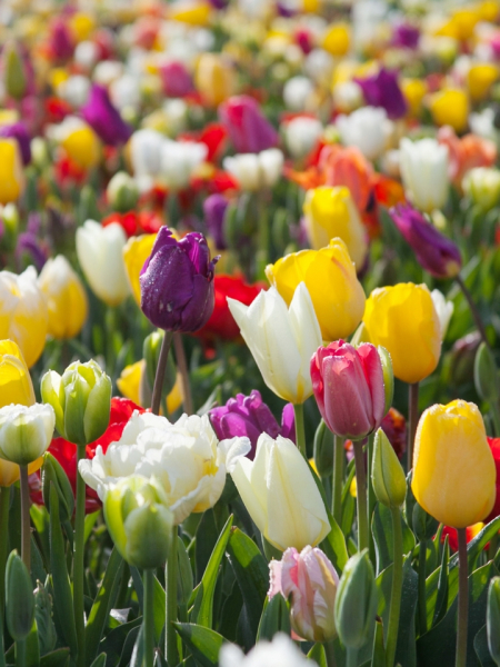 Fleurs coupees mÉlange