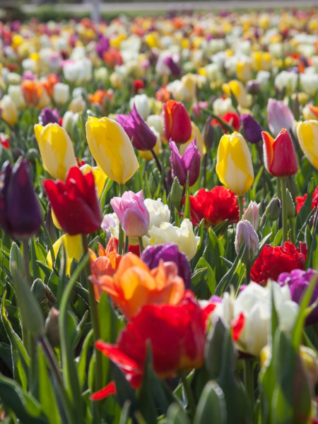 Fleurs coupees mÉlange