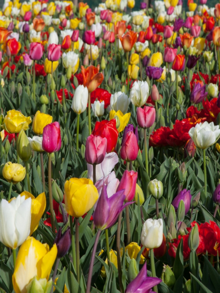 Fleurs coupees mÉlange