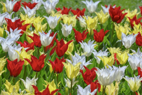 Tres chic festival mix