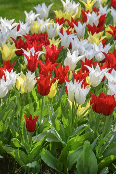 Tres chic festival mix