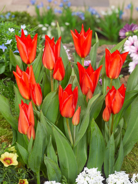 Praestans zwanenburg var.