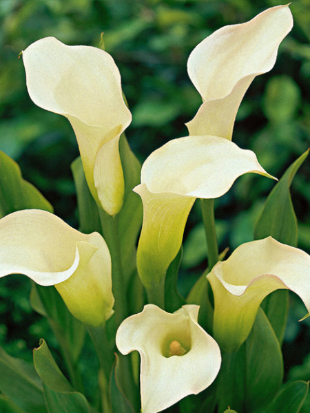 Zantedeschia aethiopica (white)