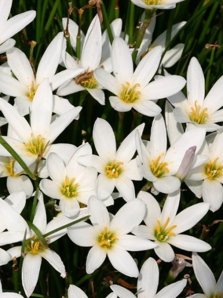 Zephyranthes candida